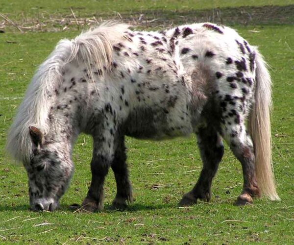 Shetland Pony Miniature Horse: Profile, Traits, Standard