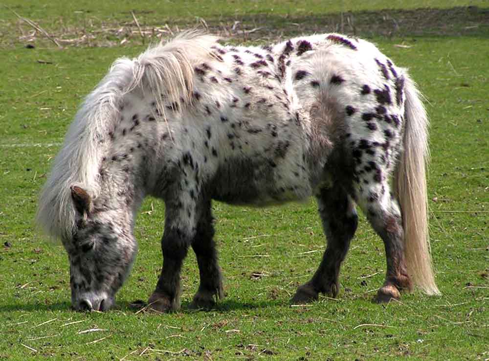 Shetland Pony Miniature Horse Breeds Profile Standard
