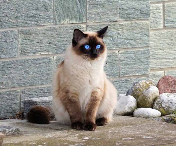 How Exclusive is a Siamese Cat with its Personality?