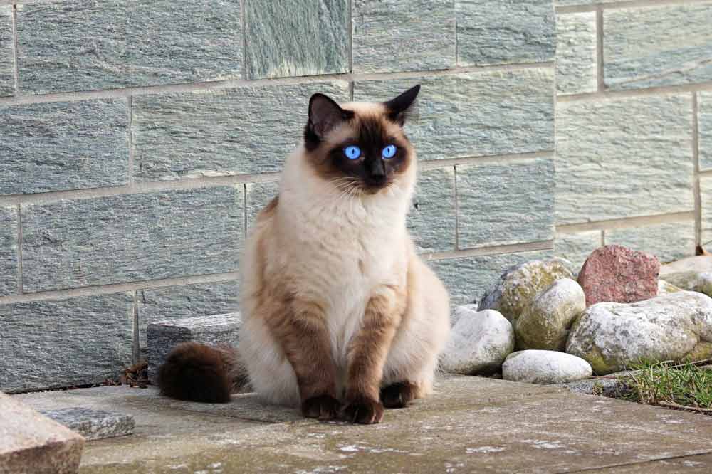 How Exclusive is a Siamese Cat with its Personality?
