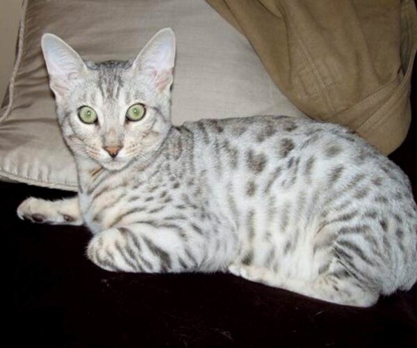 Silver Bengal Cat Breed Profile, Traits, Facts, and Caring Tips