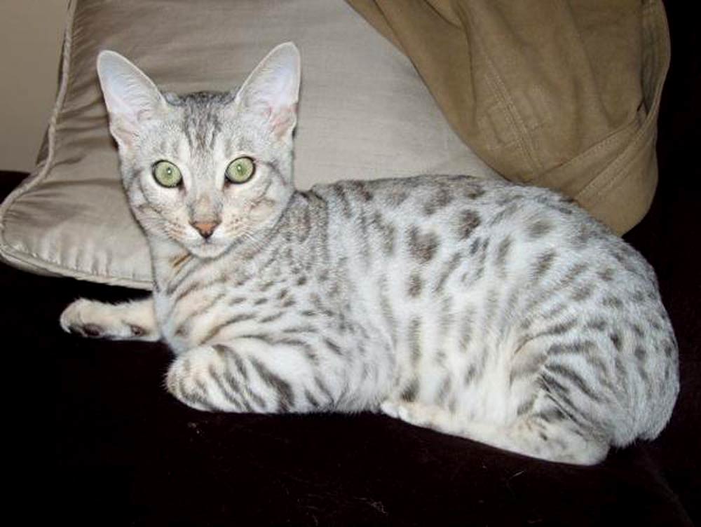 Silver Bengal Cat Breed Profile, Traits, Facts, and Caring Tips