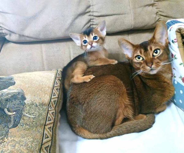 Abyssinian Cat Breed Profile, Traits, Description, Facts, Care