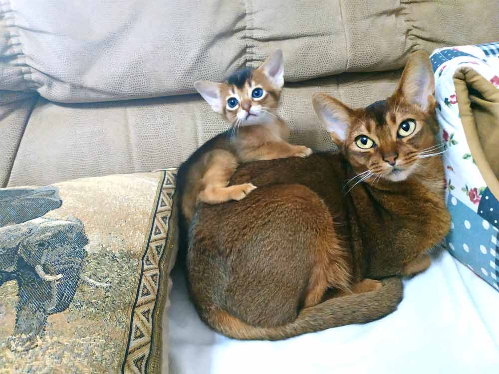 Abyssinian Cat Breed Profile, Traits, Description, Facts, Care