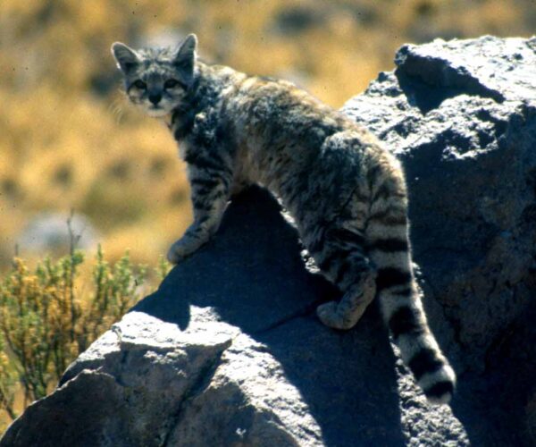 Andean Mountain Cat: Profile, Facts, Habitat, Size, Lifespan