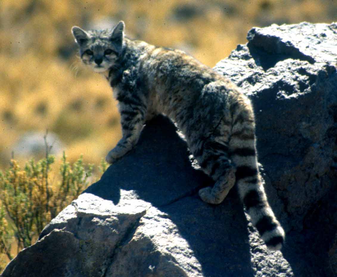 Andean Mountain Cat – Profile | Facts | Habitat | Size | Lifespan