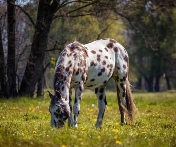 Appaloosa Horse Breed Profile, Facts and Information