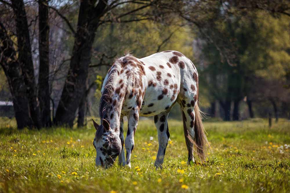 Appaloosa Horse Breed Profile, Facts and Information