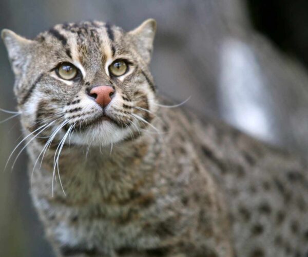 Asian Fishing Cat Profile: Facts, Personality, Traits, Care