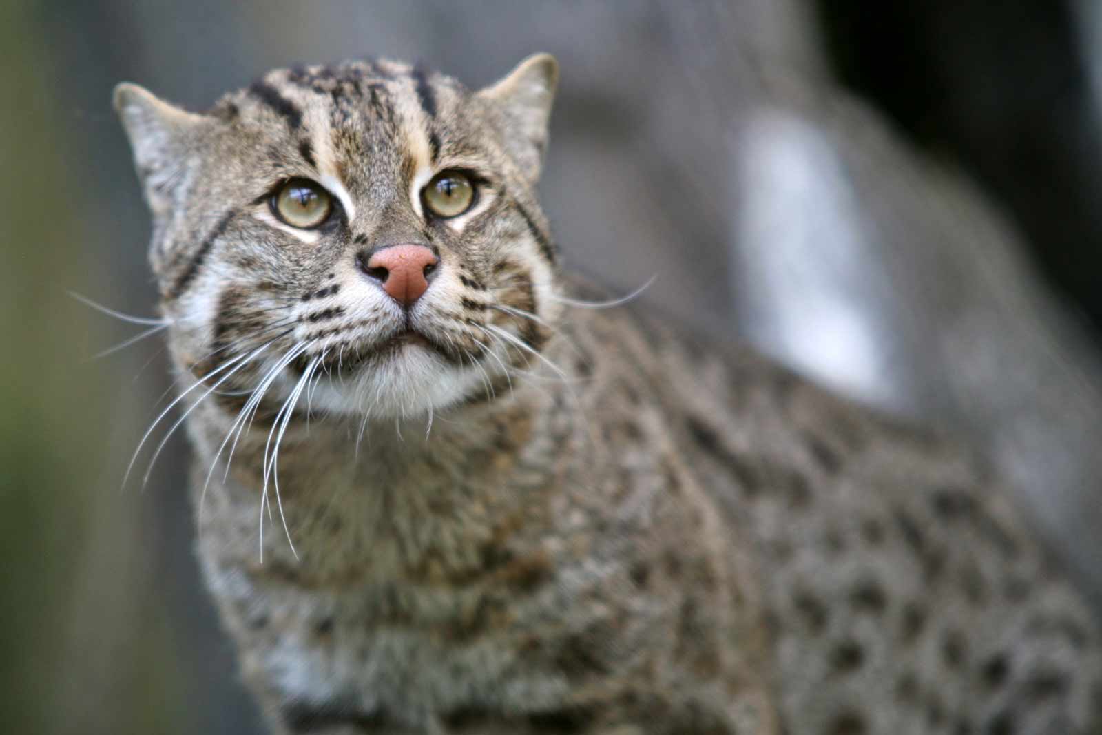 Asian Fishing Cat Profile: Facts, Personality, Traits, Care