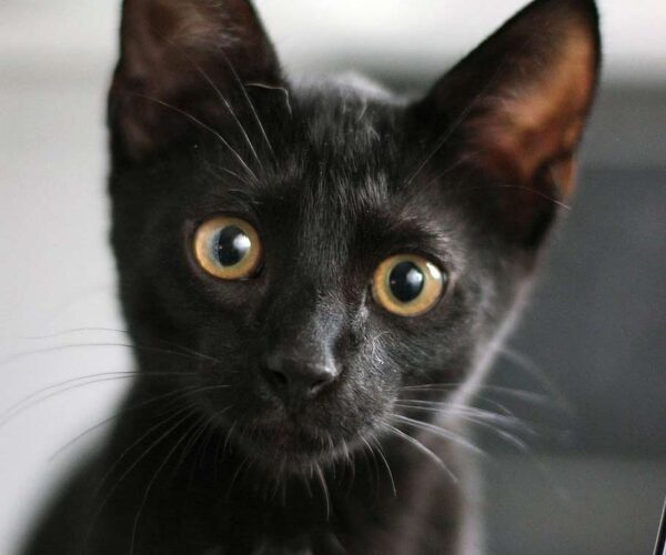 Black Abyssinian Cat Profile, Description, Traits, Facts, Care