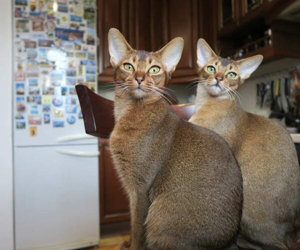 Blue Abyssinian Cat Breed Profile, Care, Traits, Facts