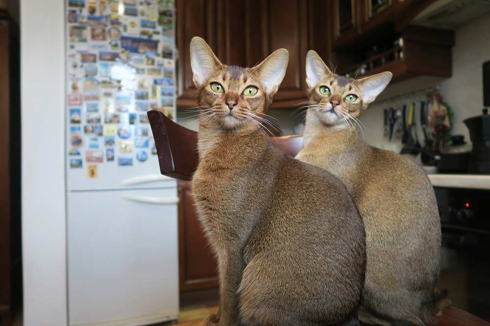Blue Abyssinian Cat Breed Profile, Care, Traits, Facts