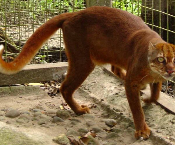 Borneo Bay Cat – Description | Facts | Profile | Conservation