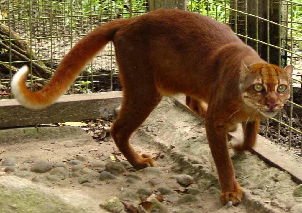 Borneo Bay Cat – Description | Facts | Profile | Conservation