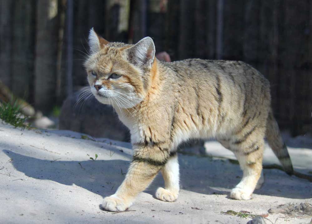 Chinese Mountain Cat – Chinese Desert Cat – Profile and Facts