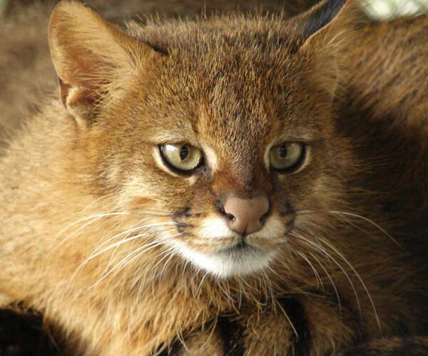 Colocolo Cat, Colo Colo Wild Mountain Cat Profile, Description