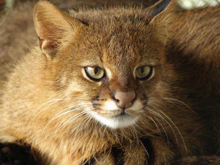 Colocolo/Colo Colo Wild Mountain Cat: Profile, Facts, Traits - Mammal Age