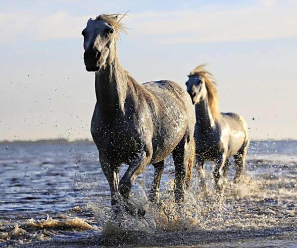 Training Wild Horses: A Guide To Start from the Scratch