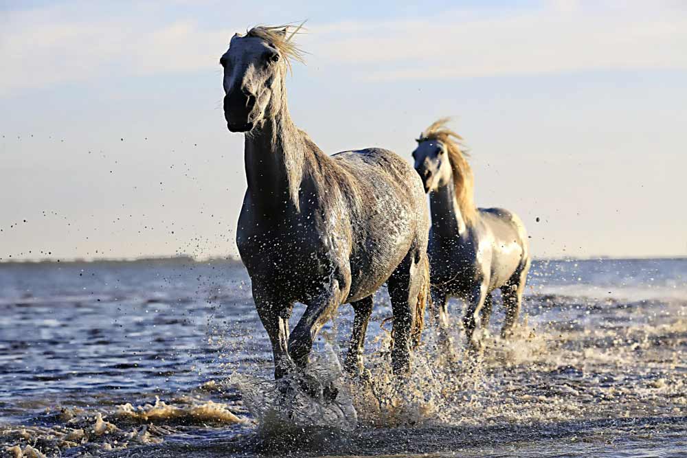 20 Really Cool, Interesting Facts about Horses for Animal Lovers