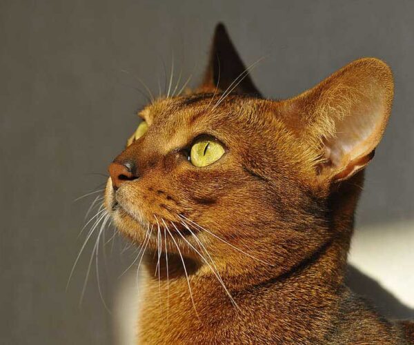 Egyptian Abyssinian Cat Breed – Profile | Description | Traits | Care