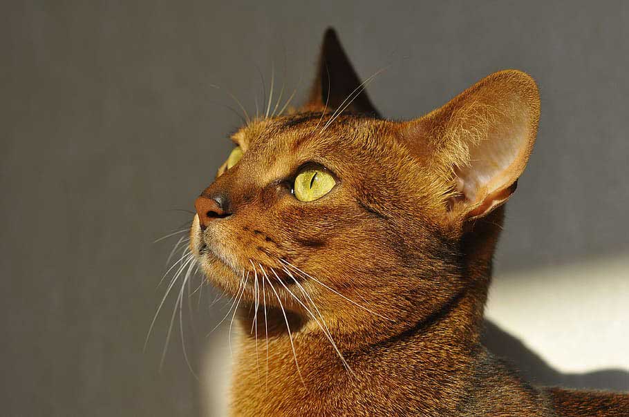 Egyptian Abyssinian Cat Breed – Profile | Description | Traits | Care