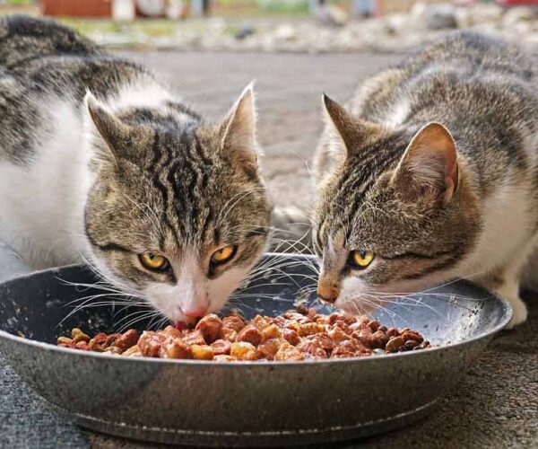 Essential Nutrients for Cats: How to Ensure Best Nutrition