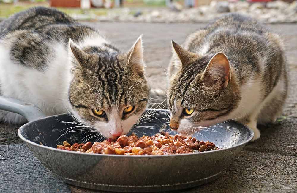 What are the Essential Nutrients for Cats – Best Nutrition