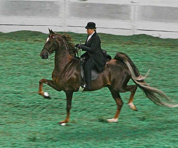Gaited Horse Breeds – Profile, Facts, Traits, and Care