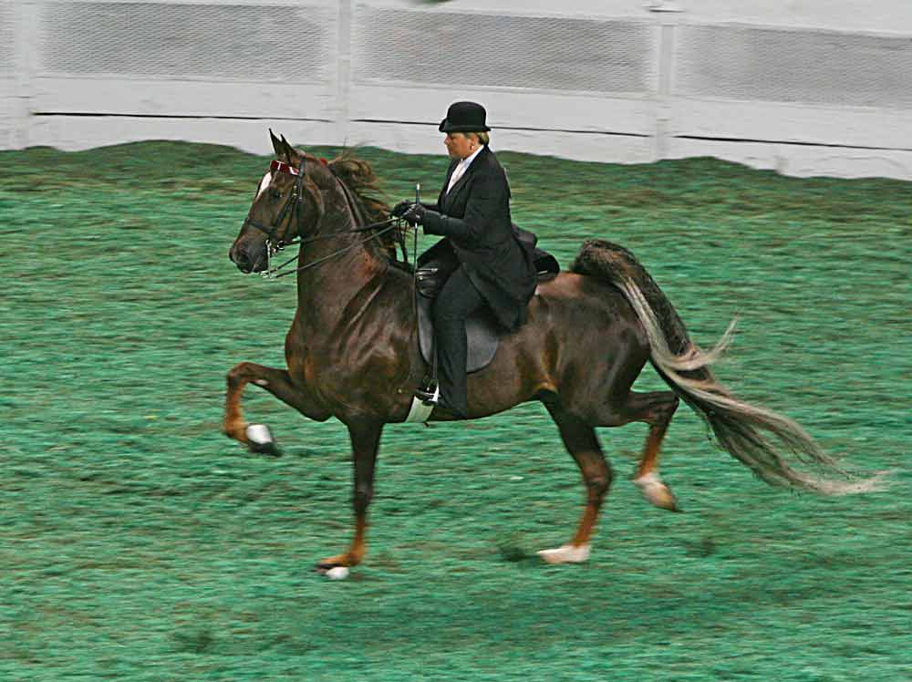 Gaited Horse Breeds: Profile, Facts, Traits, Standard, Groom