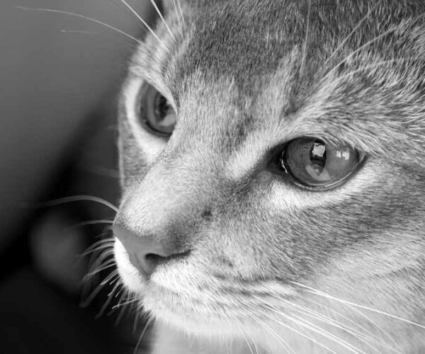 Grey Abyssinian Cat – Profile, Description, Facts, Traits, Care