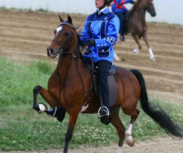 4 Steps On Teaching A Horse To Neck Rein Like An Expert