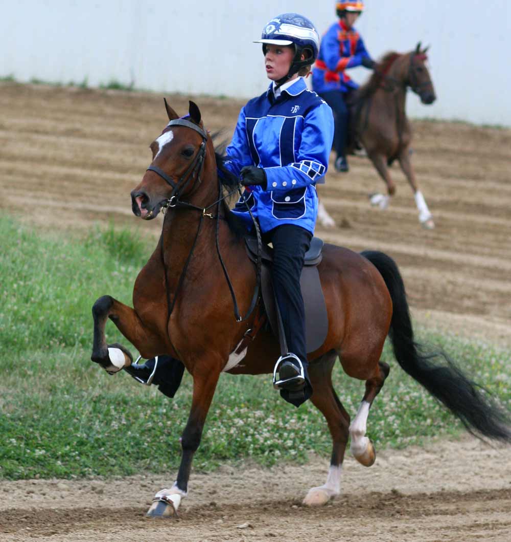 Hackney Pony Horse Breed Profile and Riding Lesson