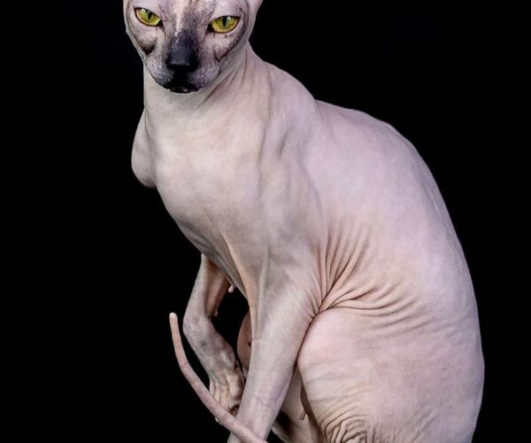 Hairless Cat: Profile, Traits, Facts, Size, Groom, Health, Care