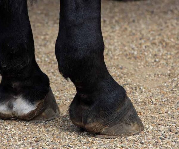 Horse Hoof Care: 5 Tips To Take Care of Hooves Step by Step