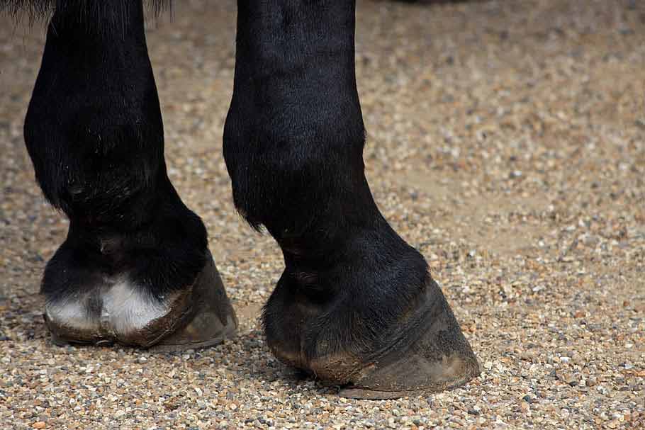 Horse Hoof Care: 5 Tips To Take Care of Hooves Step by Step