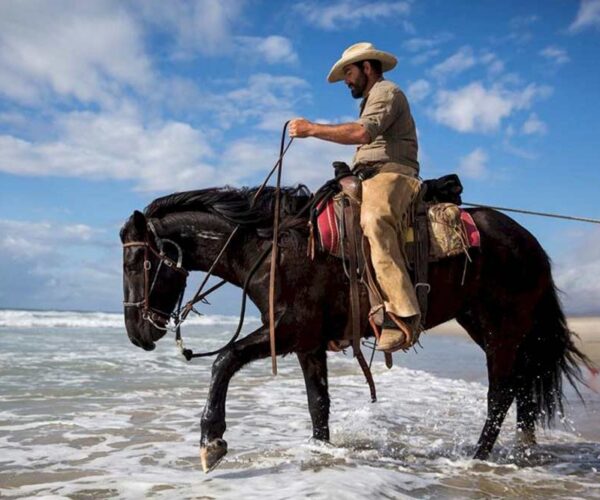 Training Reining Horses from Scratch for Beginners