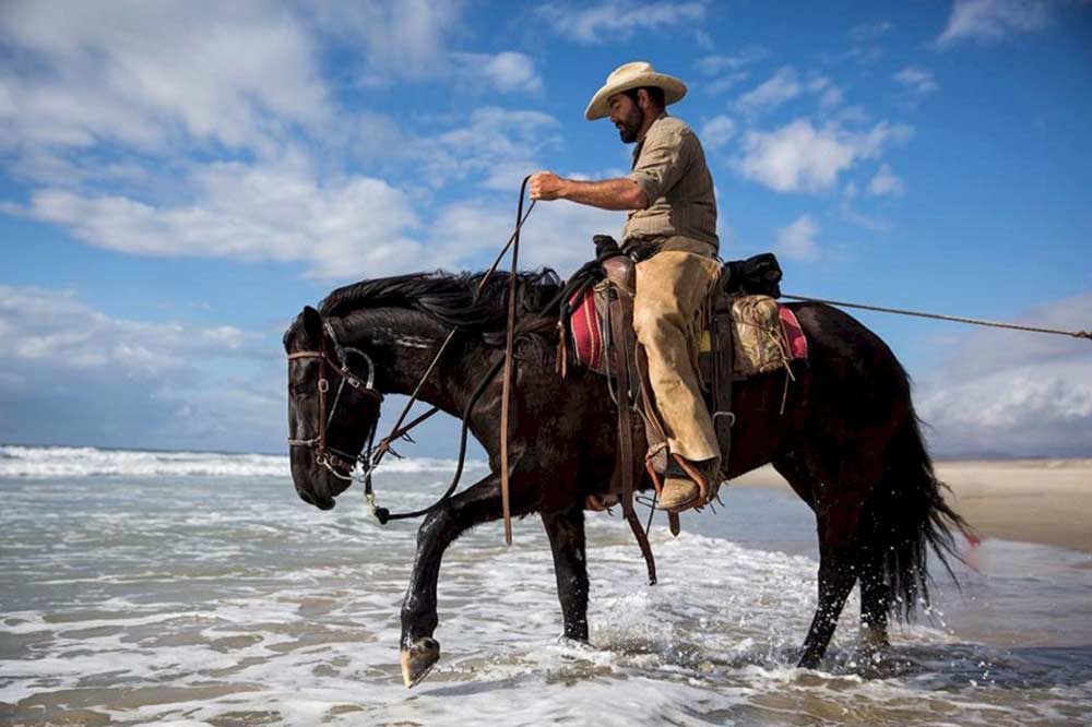 Training Reining Horses from Scratch for Beginners