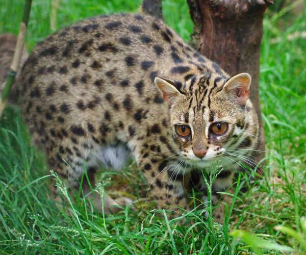 Indian Leopard Cat – Profile | Description | Facts | Traits | Care