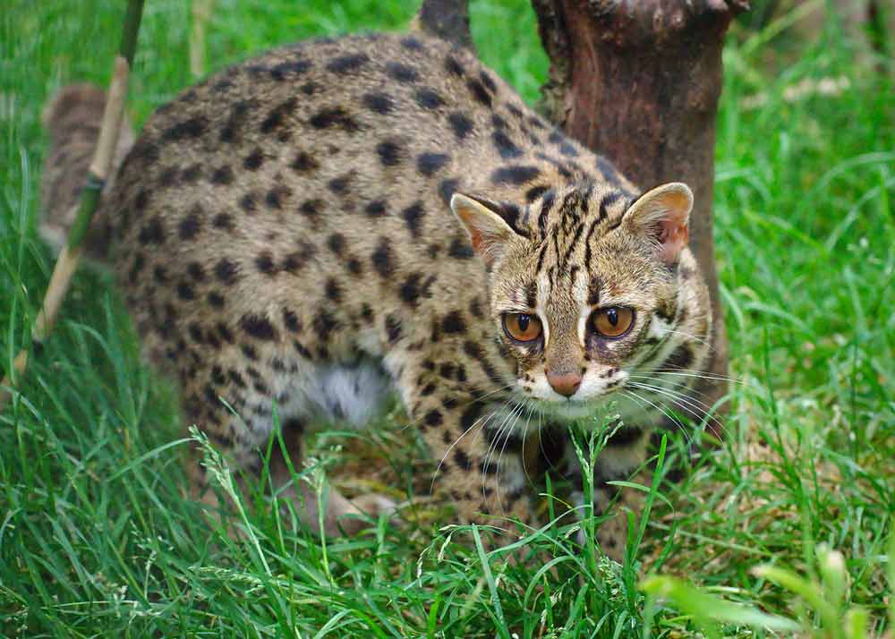 Indian Leopard Cat – Profile | Description | Facts | Traits | Care