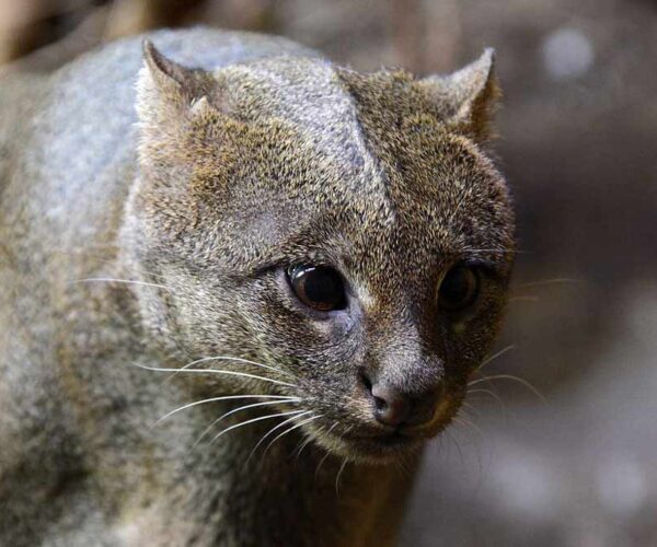 Jaguarundi Cat – Profile | Description | Traits | Facts | Care