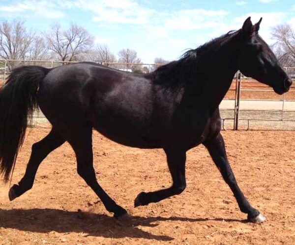 Missouri Fox Trotter Horse Breed: Profile, Traits, Groom, Care