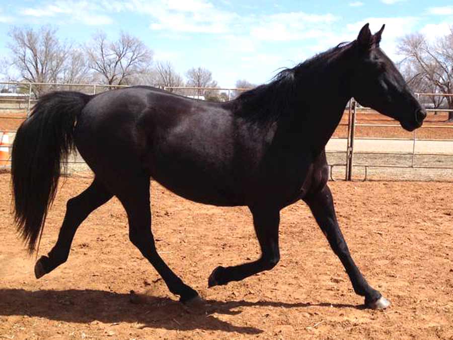 Missouri Fox Trotter Horse Breed: Profile, Traits, Groom, Care