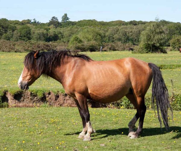 New Forest Pony Horse Breed – Profile | Facts | Traits | Description