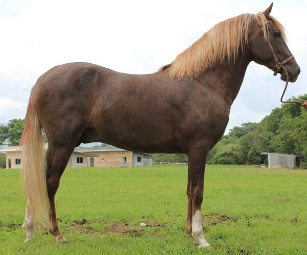 Peruvian Paso Horse – Profile | Facts | Colors | Characteristics