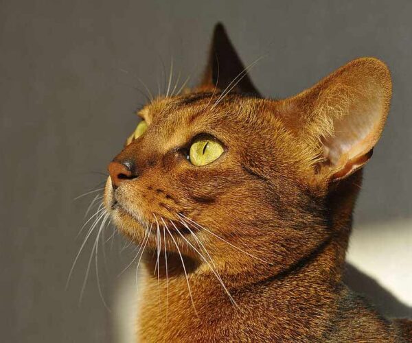 Red Abyssinian Cat Profile, Facts, Traits, Personality, Care