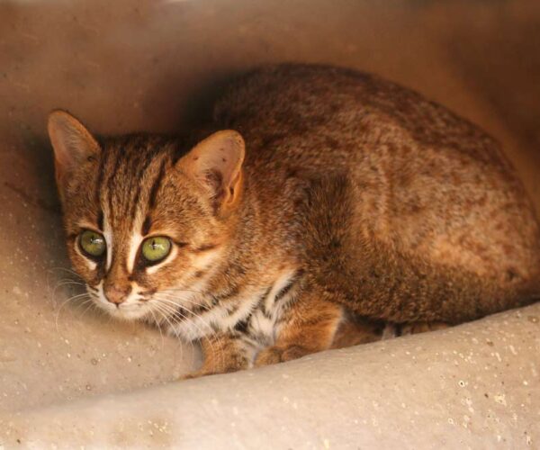 Rusty Spotted Cat Profile: Facts, Traits, Care, Measures, Sale