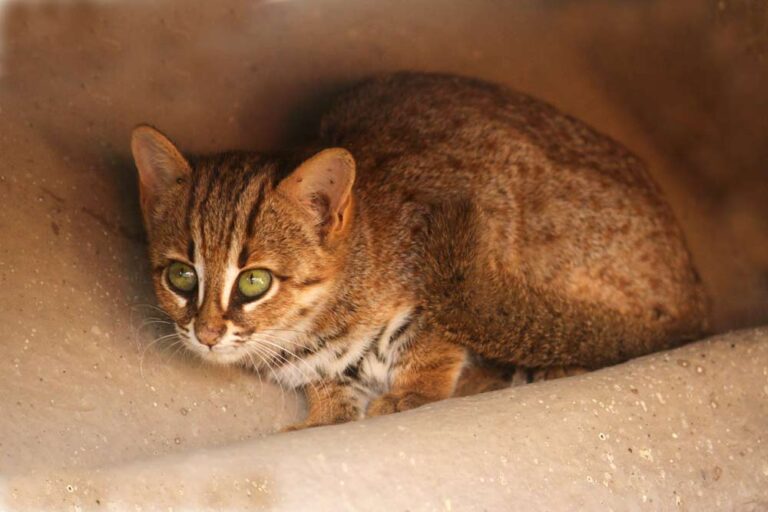 Rusty Spotted Cat Profile Facts, Traits, Care, Measures, Sale Mammal Age