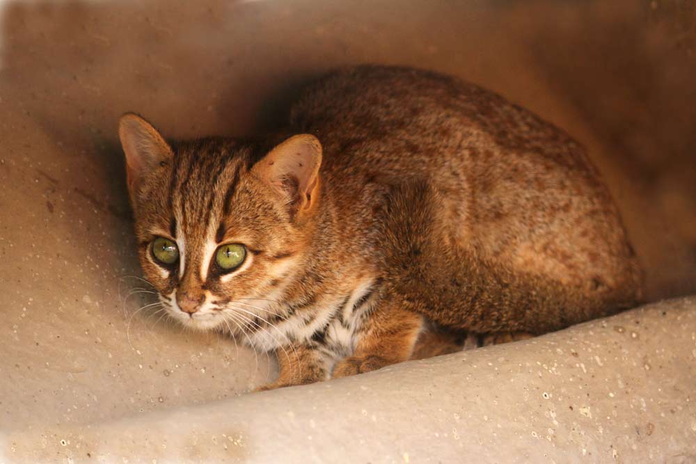 Rusty Spotted Cat Profile: Facts, Traits, Care, Measures, Sale