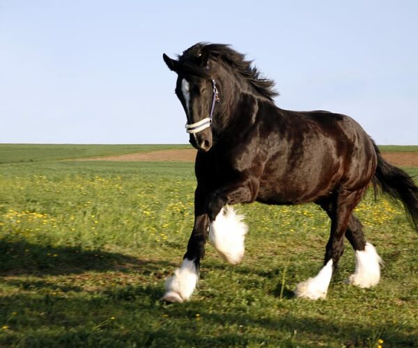 Shire Horse Breed Profile, Facts, History and Description